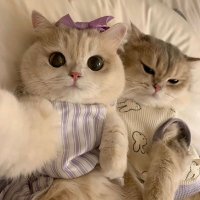 み (@mimisan5849) 's Twitter Profile