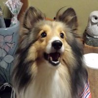 だいみょう (@goldexpistol) 's Twitter Profile