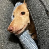 お砂糖 (@osanasubi) Twitter profile photo