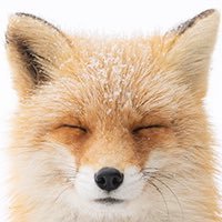 swanp fox2 (@nexus61296043) 's Twitter Profile
