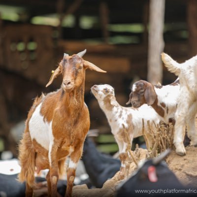 SlayGoat5's profile picture. Passionate about Agribusiness