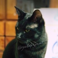 ☾ヤミ⋆* (@yadukiyami) 's Twitter Profile Photo