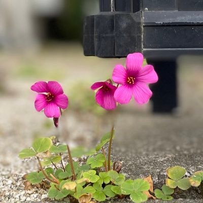 masatomori_dayo's profile picture. komorebi in my head 創作→@morimasato_dayo