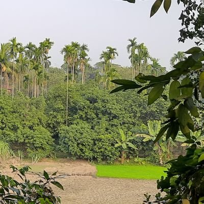 TahmidShahriar6's profile picture. 