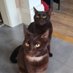 Cocoa & Chanel (@cocoachanel64) Twitter profile photo Cocoa & Chanel (@cocoachanel64) Twitter profile photo