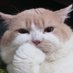 Mocca & M Family 🐱 (@bucingsungguhan) Twitter profile photo Mocca & M Family 🐱 (@bucingsungguhan) Twitter profile photo