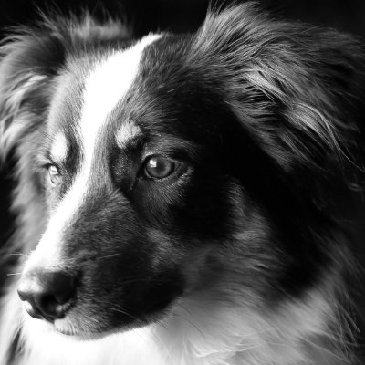 DFoye3851's profile picture. Dog grooming Everett WA, Colby Ave