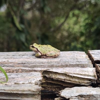 mimizukuhoihoi's profile picture. 宮城県民
飯日記帳
20代　176 60