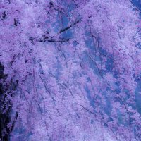 ぴ (@pi_pi__0) 's Twitter Profile