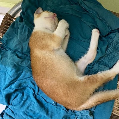 flexwrapp's profile picture. I like decentralised systems
