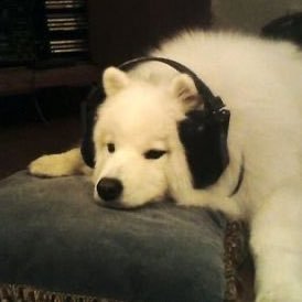 meetmymoon's profile picture. 