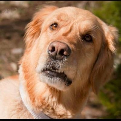 IanCherus's profile picture. Ruby on rails and Spring boot. Sometimes Kotlin  when mobile dev is on maternity leave.