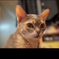 tantan (@tenpomn) 's Twitter Profile