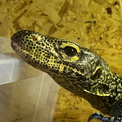 完全に爬虫類垢になってます。よろしくお願いします。【飼育種:サルバトールモニター、サバンナモニター、ブルーテールモニター、アルバーティスパイソン、カーペットパイソン、ボールパイソン、オオメハスカイ、アオダイショウ、レオパ、アカハライモリ、コウタイ、アカテガニ、ダイオウサソリ、タランチュラ】