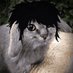 Emo Cabbit (@entitycoffee) Twitter profile photo Emo Cabbit (@entitycoffee) Twitter profile photo