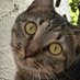 Chill Cats Daily (@timelinecats) Twitter profile photo Chill Cats Daily (@timelinecats) Twitter profile photo