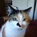 Mean Mr. Mustard Proud Cat Dad (@1octopusgarden) Twitter profile photo Mean Mr. Mustard Proud Cat Dad (@1octopusgarden) Twitter profile photo