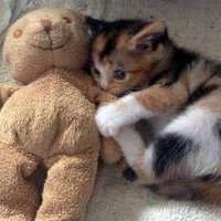 rina (@rinawee0718) 's Twitter Profile