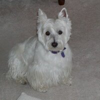 White Dog(@TOBIE72) 's Twitter Profile Photo