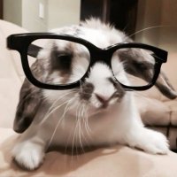 koë (@koefloopy) 's Twitter Profile