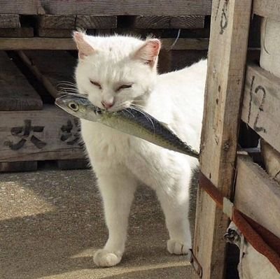 honeytief's profile picture. chris ☆ 21 ☆ he/him ☆ accursed beast