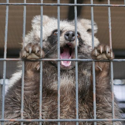 ラーメンと猫と狸さんの日々。元住吉の猫散歩と夢見ヶ崎動物公園のゲンマイさんウォッチがメイン。最近はあちこちの動物園で狸さんの写真を撮ってます。
■タヌキ在住動物園(Google Mapsリスト)
https://t.co/XUzlSOEcXr