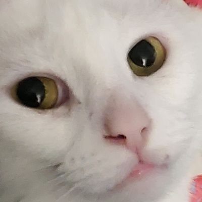 CereusBlueさんのプロフィール画像