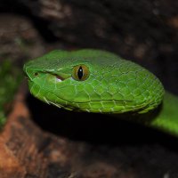 Midlands Bug & Reptile Zoo (@midlandszoo) 's Twitter Profile