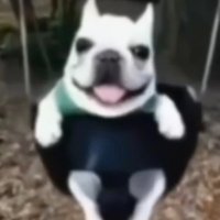 thesuperpiggy (@superpiggypower) 's Twitter Profile