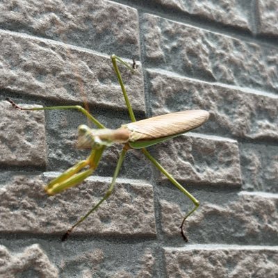 wincasi's profile picture. なんでも用