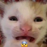 LukePavesi (@lukepavesii) 's Twitter Profile
