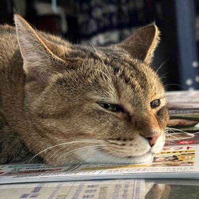 チャオさんのプロフィール画像