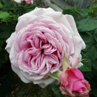 たまこ (@tamacona22222) 's Twitter Profile Photo