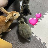 ルル&あずき&ポポ (@ruru_rabbit_rr) 's Twitter Profile