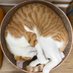 ちな🧶🐈⬛🐈 (@tinataro1205) Twitter profile photo ちな🧶🐈⬛🐈 (@tinataro1205) Twitter profile photo