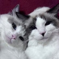 Ycal (@caltaluv) Twitter profile photo