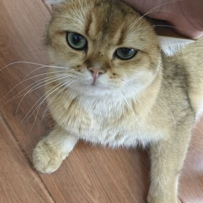 ssywxwm's profile picture. 