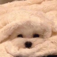 ✨🌼K@🅿️@🫶🏻K🌼✨ (@hswpyc) 's Twitter Profile Photo ✨🌼K@🅿️@🫶🏻K🌼✨ (@hswpyc) 's Twitter Profile Photo