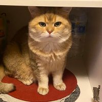 Eiki Sui (@marshal_dabao) 's Twitter Profile Photo