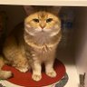 marshal_dabao's profile picture. Microsoftの Fabric Customer Advisory Team (CAT) 所属。Fabric/PBI導入企業の機能リクエスト・フィードバックの収集、Fabricの活用に関するテクニカル・アドバイザリーの提供。日本・中国・台湾・韓国等地域をカバー。元FP&A, アナリスト🇯🇵🇺🇸🇨🇳