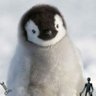 after12_penguin's profile picture. バナナバナナバナナテラコッタバナナテラコッタテラコッタパイバナナバナナバナナテラコッタバナナテラコッタテラコッタパイ