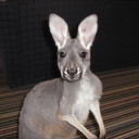 Susie Rowe - @sponsoroo - Twitter