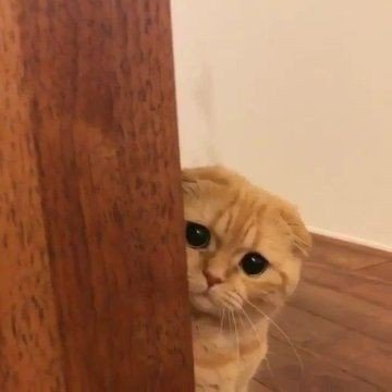 Dedh futiya pagal si ladki hu ( aisa log kehte hai 😔) apne dimag ka Dahi karna ho to hi mujhse baat kare 😁