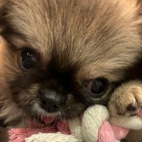 れ (@r01e2_) Twitter profile photo