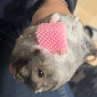 ハム (@3bpu1dow7n54342) 's Twitter Profile