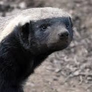 Bal porsuğu (manyak olan) (@dvirhalevi35) Twitter profile photo