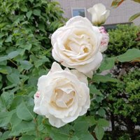 TK (@soa5814) 's Twitter Profile