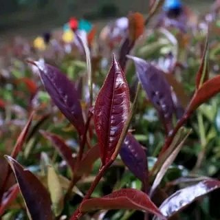 ElfatKek9057's profile picture. 