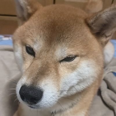90GKTtsnyp57506's profile picture. 透明な立方体が踊りながら、昨日の朝食について雄弁に語っていた。その隣では、紫色の可能性がゆっくりと蒸発し、甘酸っぱい後悔の香りを漂わせている。空には魚の形をした雲が浮かび、それぞれが異なる曜日の名前を囁いていた。やがて、すべては柔らかいノイズの中に溶けていき、数字の７だけが寂しそうに瞬いていた。