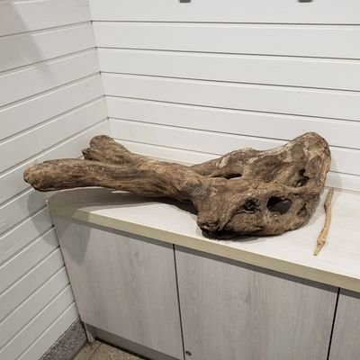 Kotaroh_DS's profile picture. 开发人工智能，软件，和嵌入式系统的工程人（和🇯🇵🇬🇧🇨🇳的翻译者）
很喜欢国际交流。
A data scientist, software, and embedded systems.